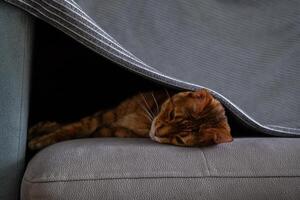 Funny lazy cat lounging beneath blanket on couch. photo