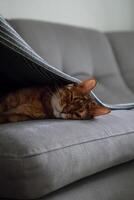 Funny lazy cat lounging beneath blanket on couch. photo