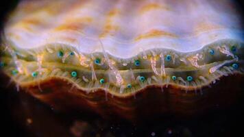 Black Sea mollusk Scallop Flexopecten ponticus. Small blue eyes and tentacles on the mantle of a bivalve mollusk video