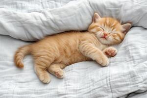 Cute Kitten Sleeping on Soft White Blanket photo