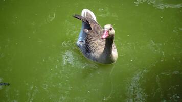 A gray goose swims along the lake. Askania-Nova video