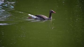 A gray goose swims along the lake. Askania-Nova video