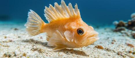 Vibrant orange fish with flowing fins swimming in the ocean photo