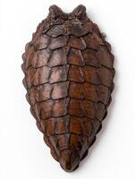 Close up of a detailed reptile scale pattern photo