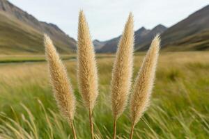 golden grass in mountain meadow photo