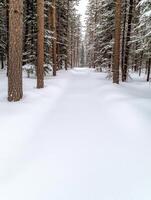 Snowy forest path in winter wonderland photo