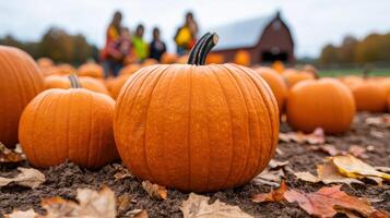 Autumn pumpkin patch with people in the background photo