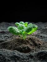 Sprouting seedling emerging from soil photo