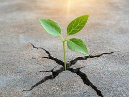 Resilient plant growing through cracked concrete photo