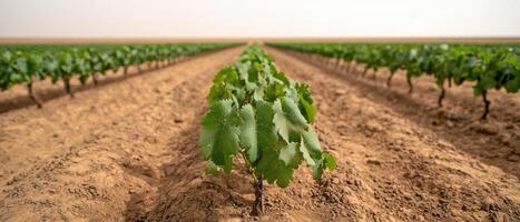 Rows of grapevines in a vineyard photo