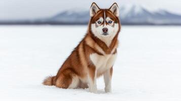 Siberian husky dog sitting in snow photo