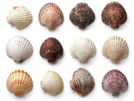 Assortment of seashells in various shapes and colors photo