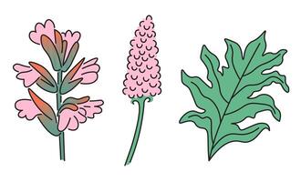 acanthus set in doodle style vector