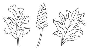 acanthus set in line doodle style vector
