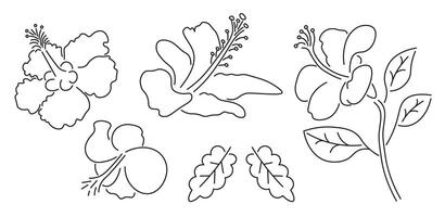 isolated hibiscus flower set in line doodle style vector