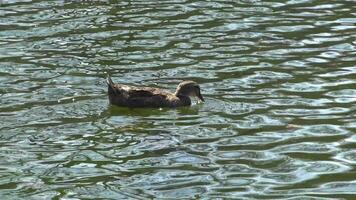 The duck mallard floats on the water, the glare of the water, the ripples and the reflection of the sun in the water video