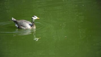 Mountain goose The mallard or wild duck. Anser indicus floats on the water, reflection and glare video