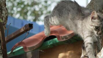 Cat Roof Tree - A tabby cat is standing on a roof near a tree. video