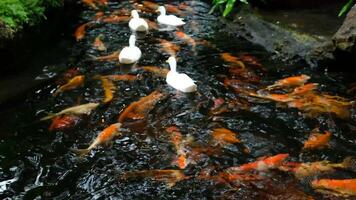 White ducks swim on the surface of the water with colorful koi fish swimming in the pond. video