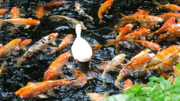 White ducks swim on the surface of the water with colorful koi fish swimming in the pond. video