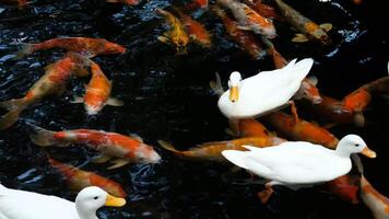 White ducks swim on the surface of the water with colorful koi fish swimming in the pond. video
