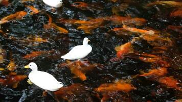 White ducks swim on the surface of the water with colorful koi fish swimming in the pond. video