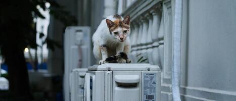 A cat is standing on top of a refrigerator photo