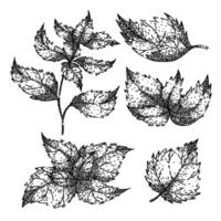nettle set sketch hand drawn vector