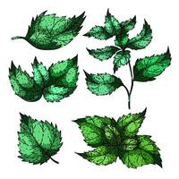 nettle set sketch hand drawn vector