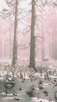Trees in misty winter forest frosty and foggy video