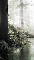 pond in a forest with fog video