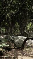 Roots of a tree in a misty forest video
