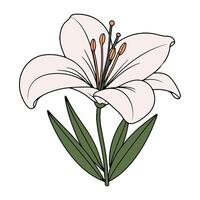 A white lily with green leaves on a white background vector