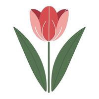 A red tulip with green leaves on a white background vector