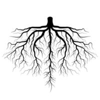 symmetric black tree root element vector