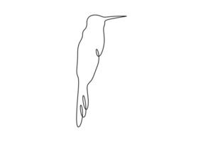 Cute hummingbird continuous line drawing. Isolated on white background. Digital illustration vector