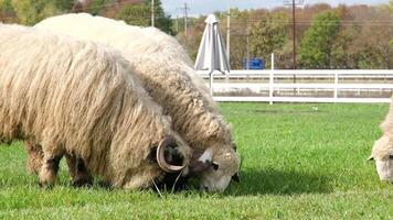 flock of blackface welsh sheep in a meadow on lush farmland. sheep eating grass on a field video