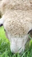 flock of blackface welsh sheep in a meadow on lush farmland. sheep eating grass on a field video
