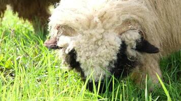 flock of blackface welsh sheep in a meadow on lush farmland. sheep eating grass on a field video