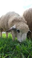 flock of blackface welsh sheep in a meadow on lush farmland. sheep eating grass on a field video