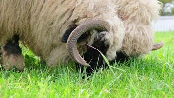 flock of blackface welsh sheep in a meadow on lush farmland. sheep eating grass on a field video