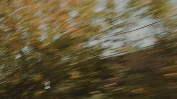 View from a moving car. Stock footage. Shooting fast movement with a bright sky and tall green trees. video