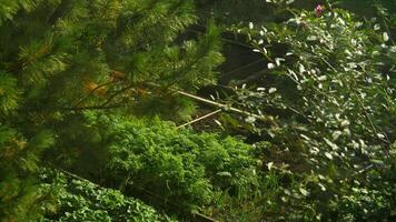 Greenery with beds on summer day. Stock footage. Well-groomed rectangular beds with greenery and tree branches. Green garden with lush trees and green beds video