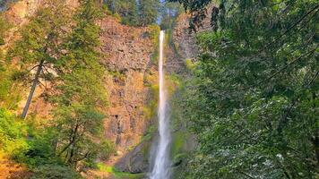 Tall waterfall cascading down a rocky cliff surrounded by trees. A majestic waterfall plunges down a tall rocky cliff, surrounded by lush green trees. video