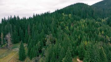 Aerial view of a dense pine forest stretches into the distance with misty mountain peaks visible under a softly lit dusk sky video