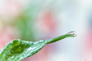 Dew on a leaf, a drop of water photo