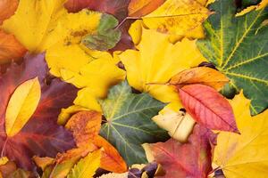 Autumn background of yellow and colored leaves, photo