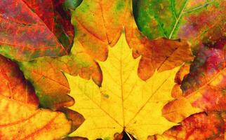 Autumn background of yellow and colored leaves, photo