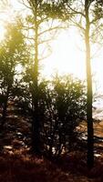 Scenic landscape with steep cliffs and trees during a sunny day video