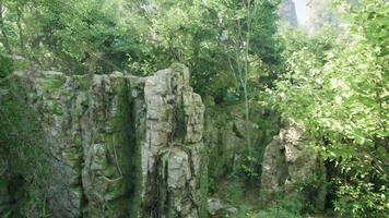 heart of an enchanting Australian forest. mountain path video